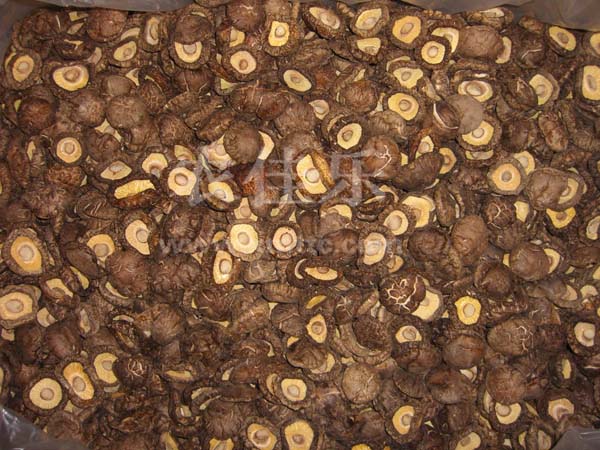 フラットポリッシュキノコ3.5-4cm