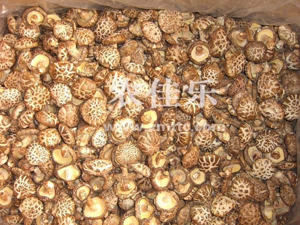 白いきのこAA級4?5cm